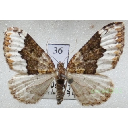 Euphyia biangulata (Haworth, 1809) Czech36